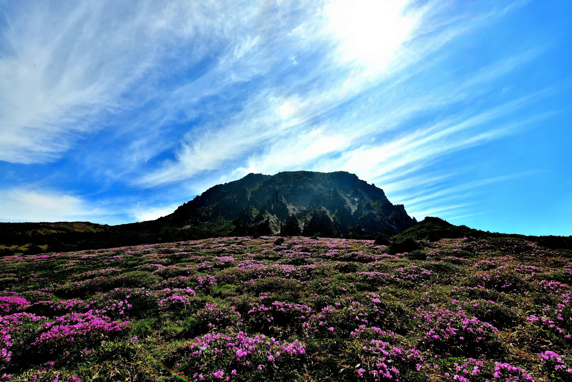 汉拿山春季花海与山峰