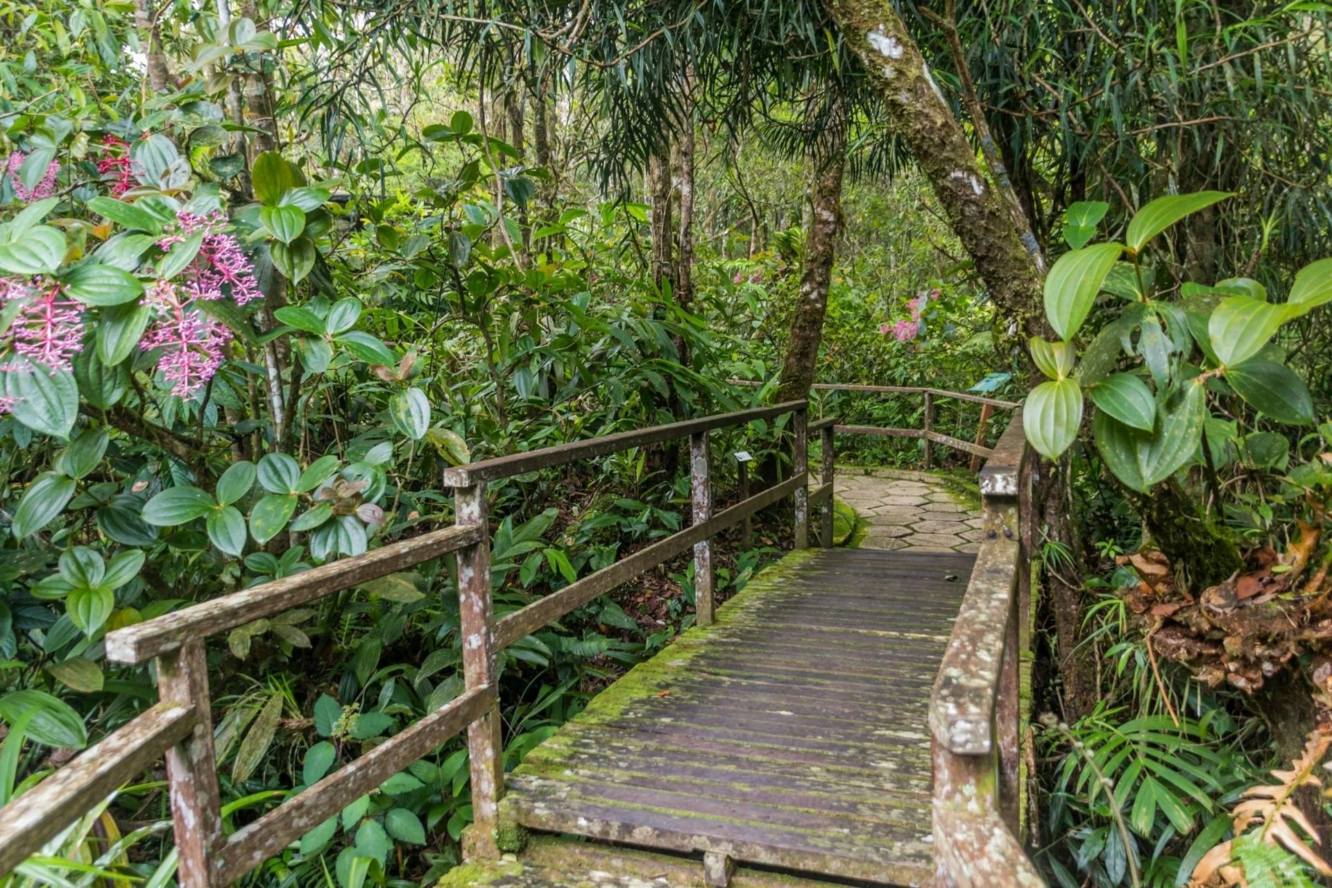 神山公园植物园林间步道
