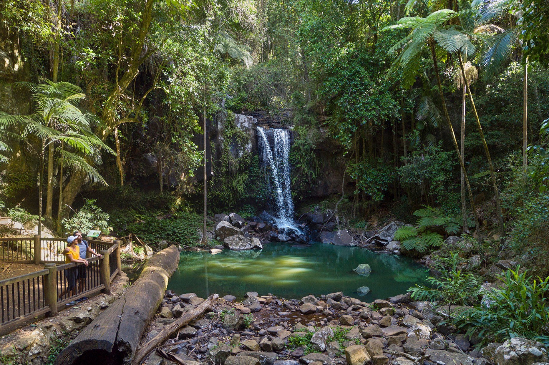 Tamborine rainforest