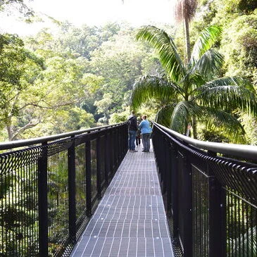 Tamborine Mountain 雨林步道